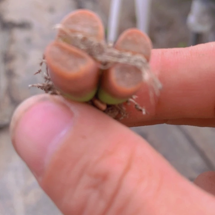 55555555555575575455455566