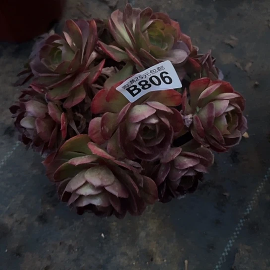 钟*兰一颗多肉法师植物