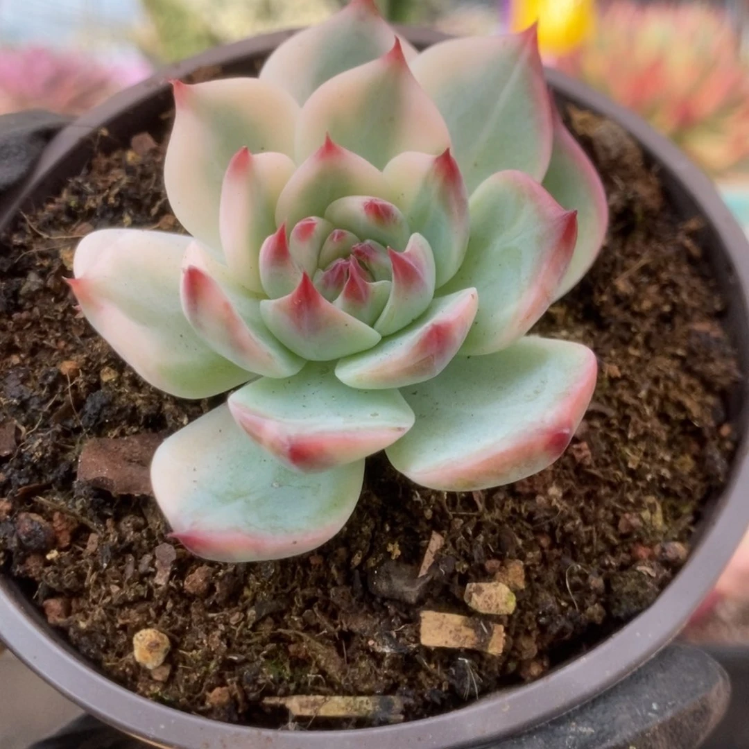 108锦锦锦锦锦锦锦锦