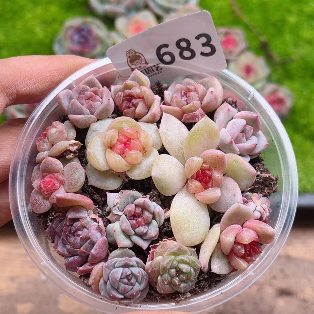 多肉植物多肉植物