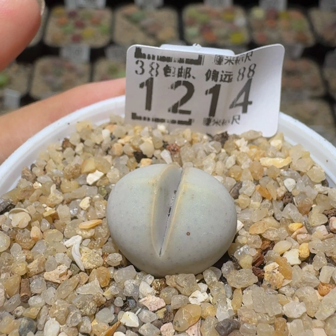 Ssss精品生石花1214
