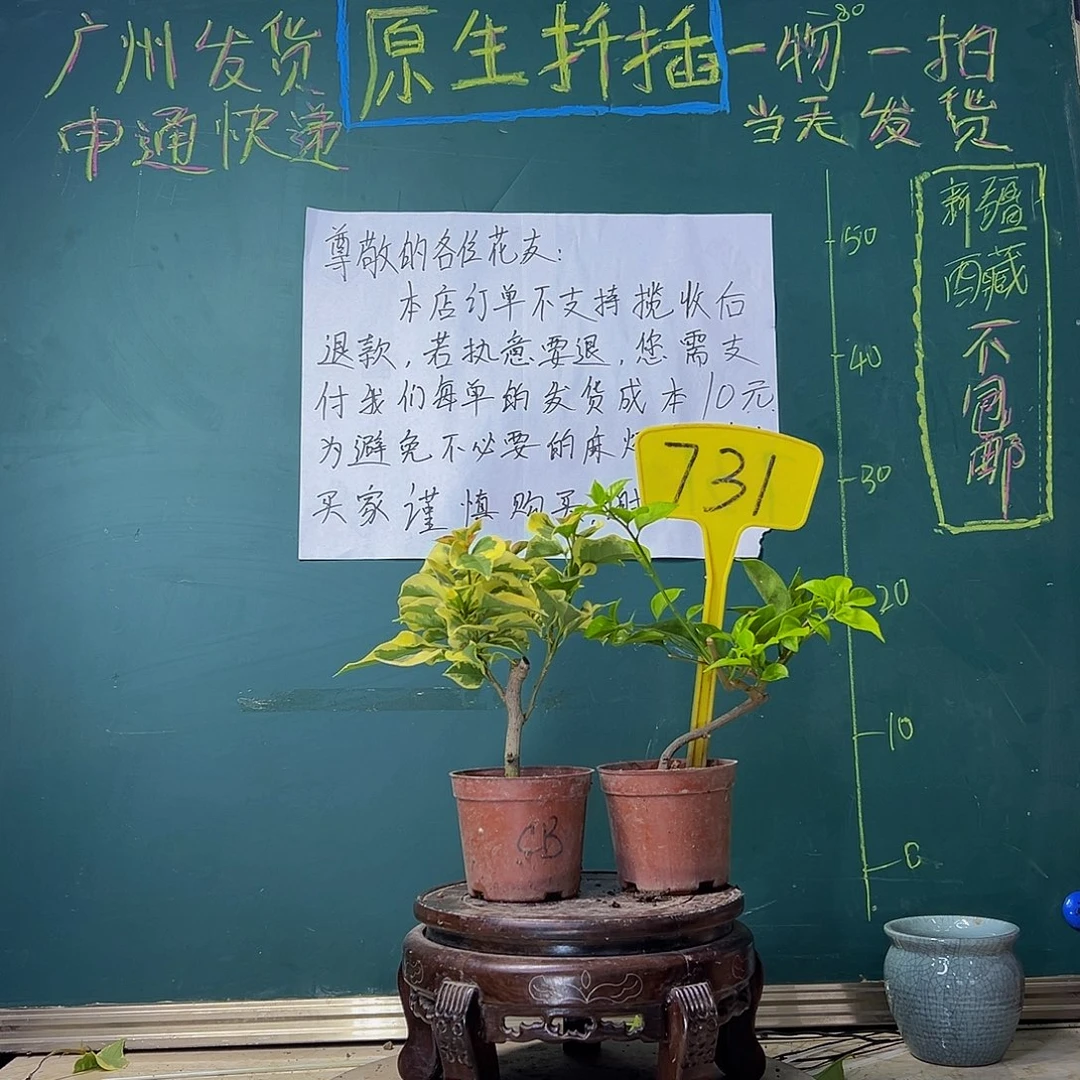 当前无花栽培后可以开花橙冰掌中宝 白雪公主掌中宝731