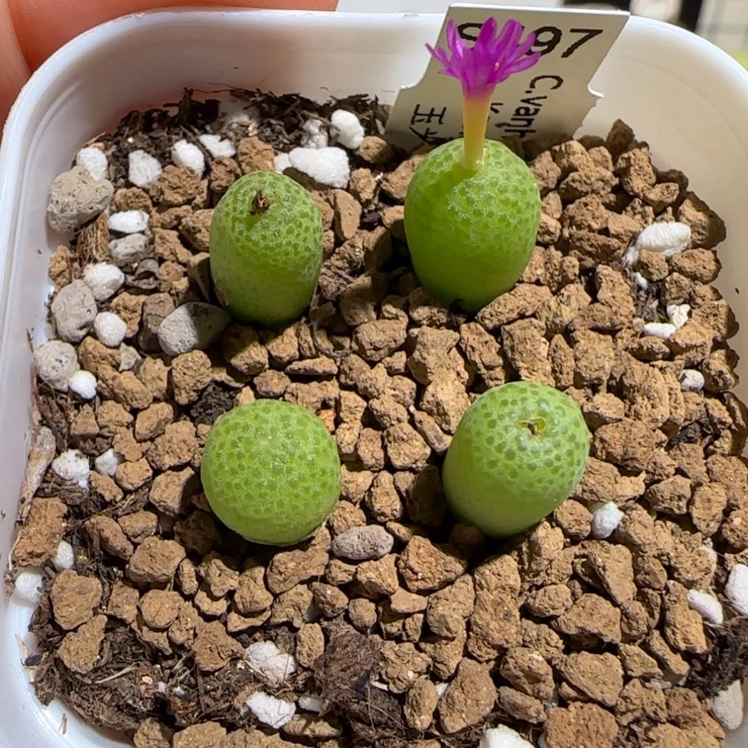肉锥多肉植物组合-玉米817