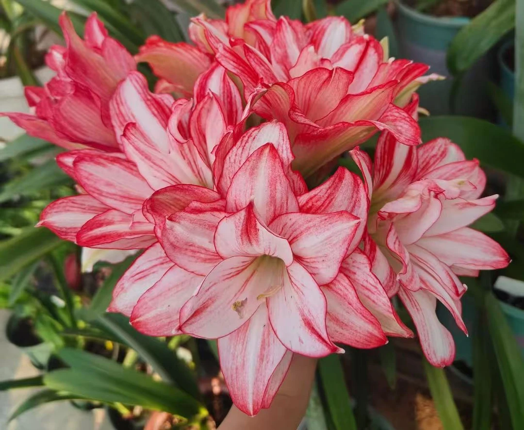 【霞光 】 包邮 朱顶红种球 自然球