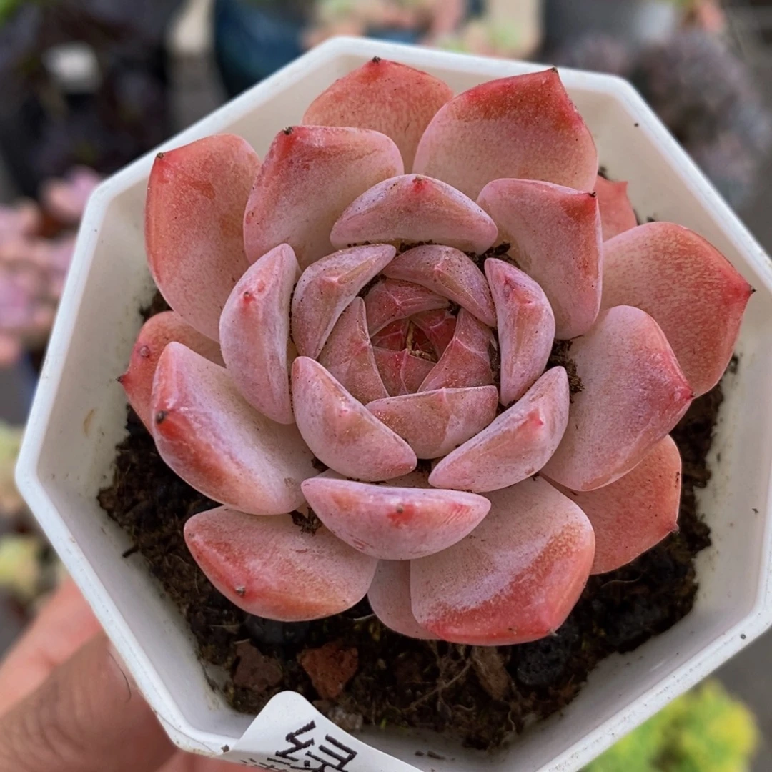 1232冰魄5cm多肉植物