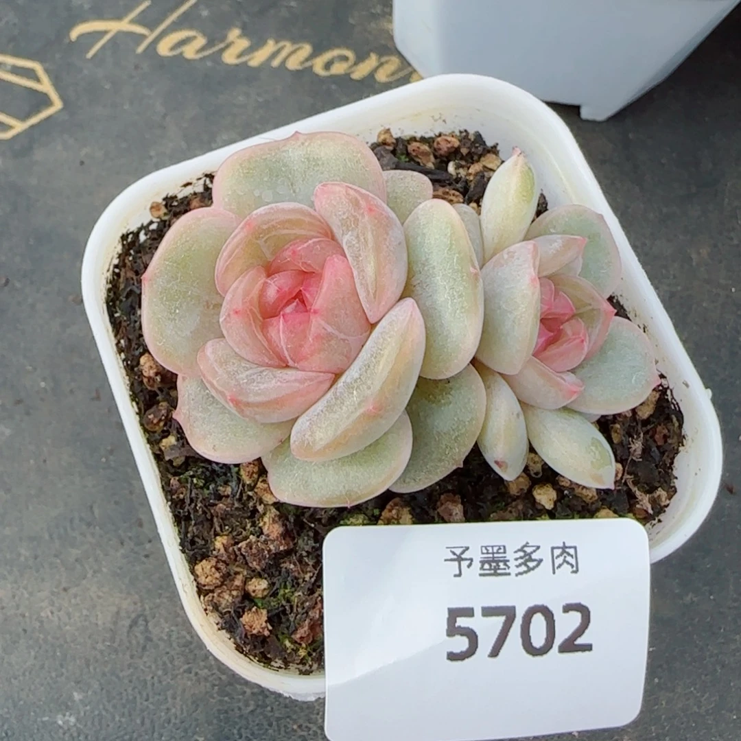 彩恋，5702多肉植物