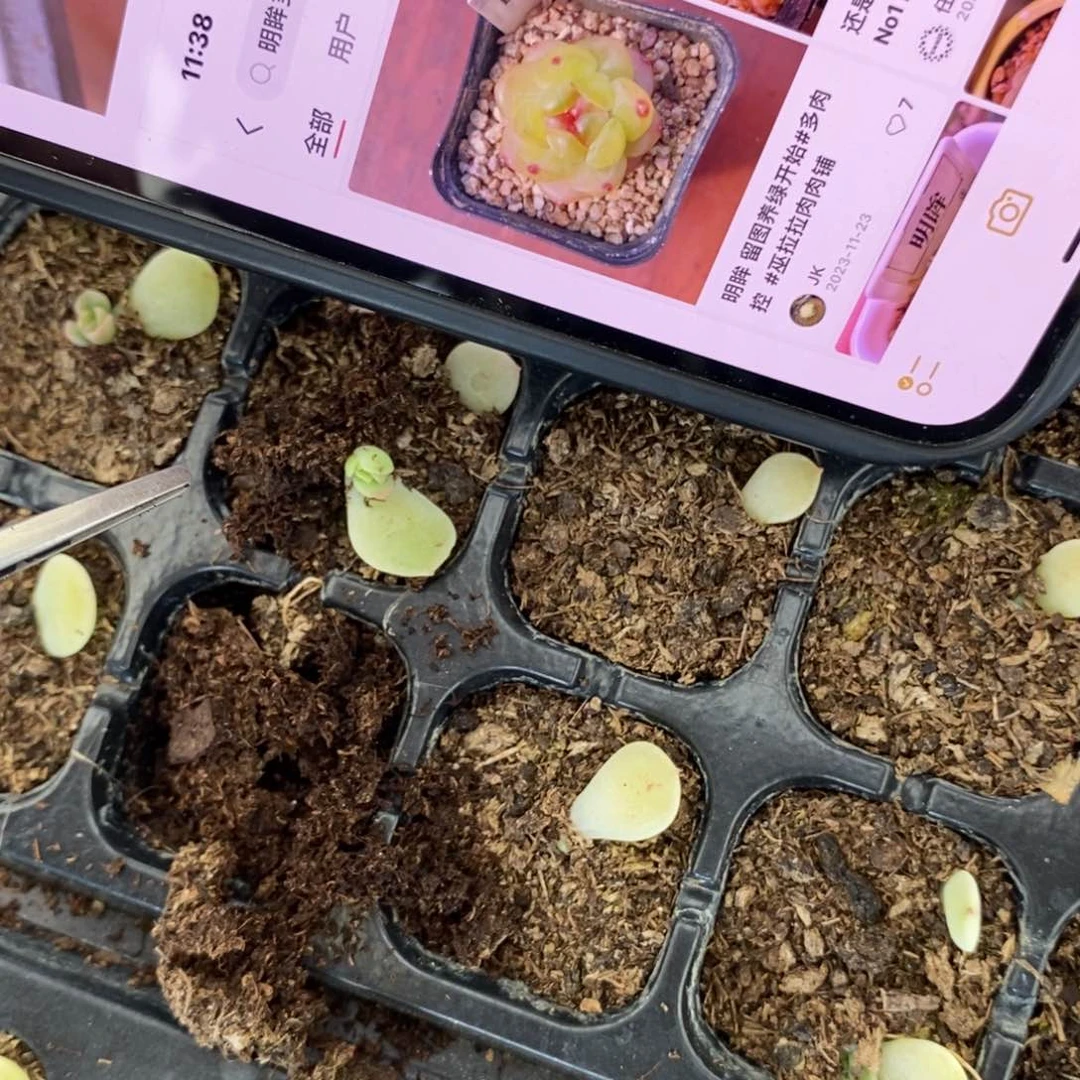 穴盘明眸芽苗一个多肉