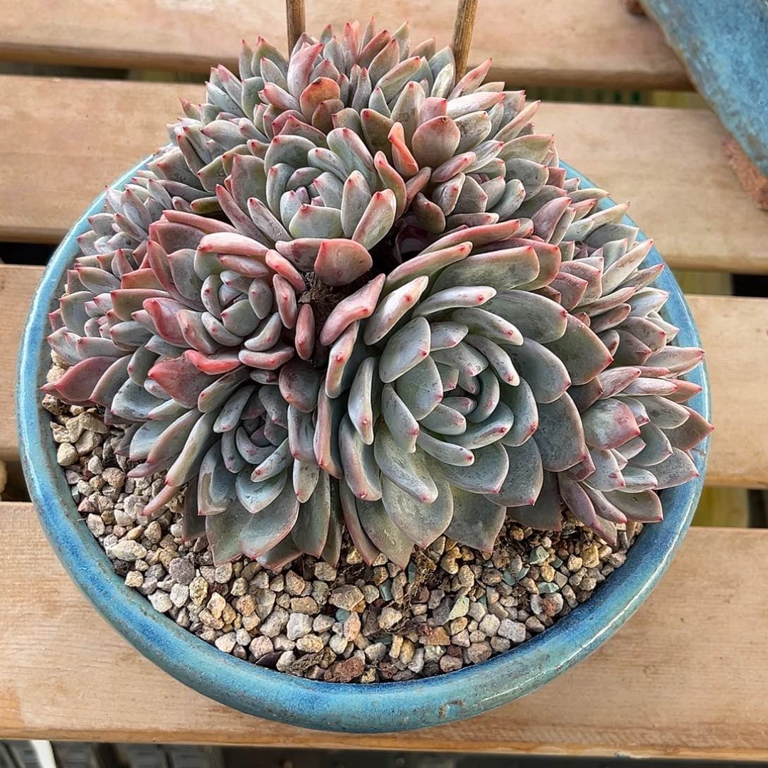 用户8185石榴籽多肉植物