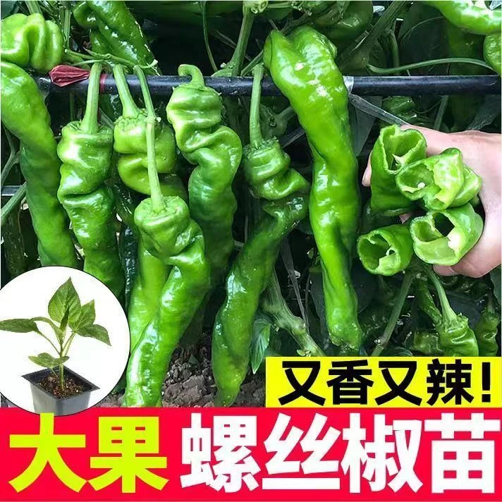 【辣椒苗】高产苗带土发货螺丝椒小米辣苗秧苗四季盆栽蔬菜辣椒苗