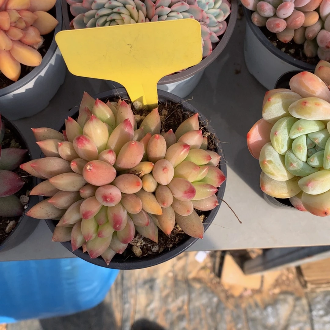 ʊ***酱岩字裙72727272727