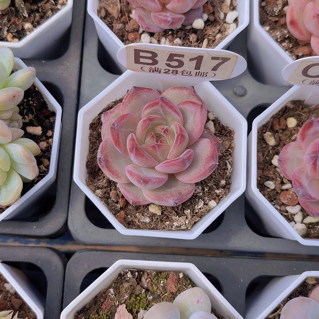 B517夜魔侠一物一拍啊