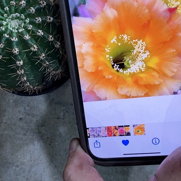 香槟彩仙人球，258999