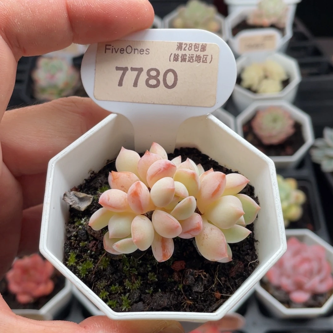 格林粉7780-5厘米