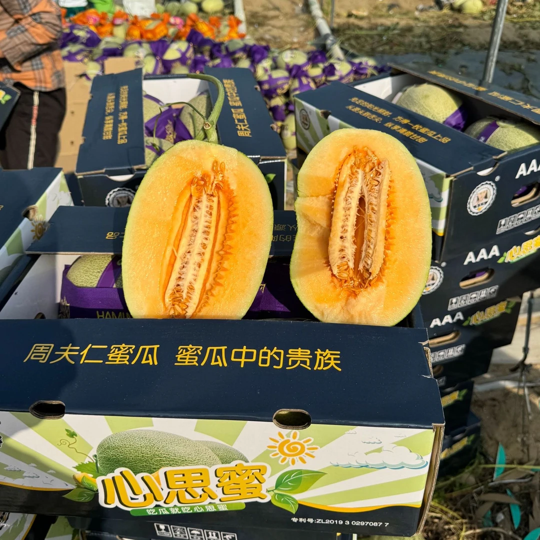 心思蜜 海南海沙地晓蜜25号哈密瓜 2个装