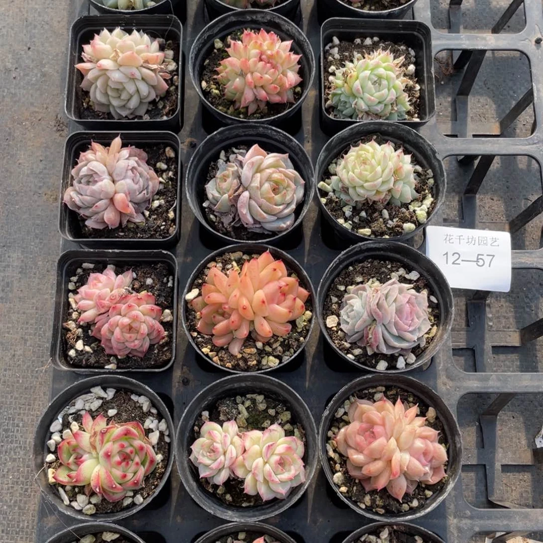 一物一拍18颗12-57