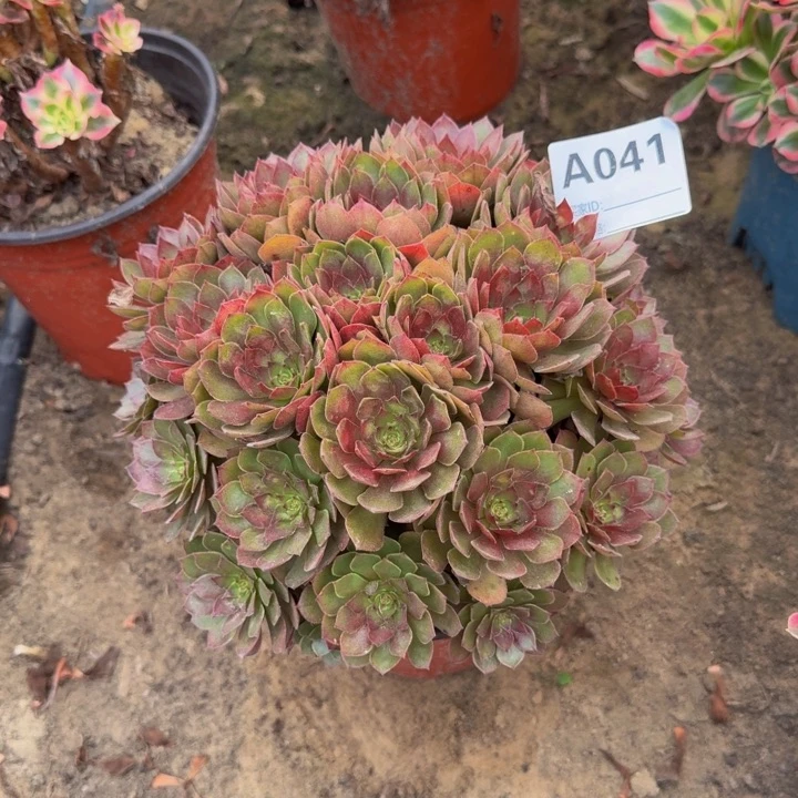 法师不包侧枝不包损041号桃花石