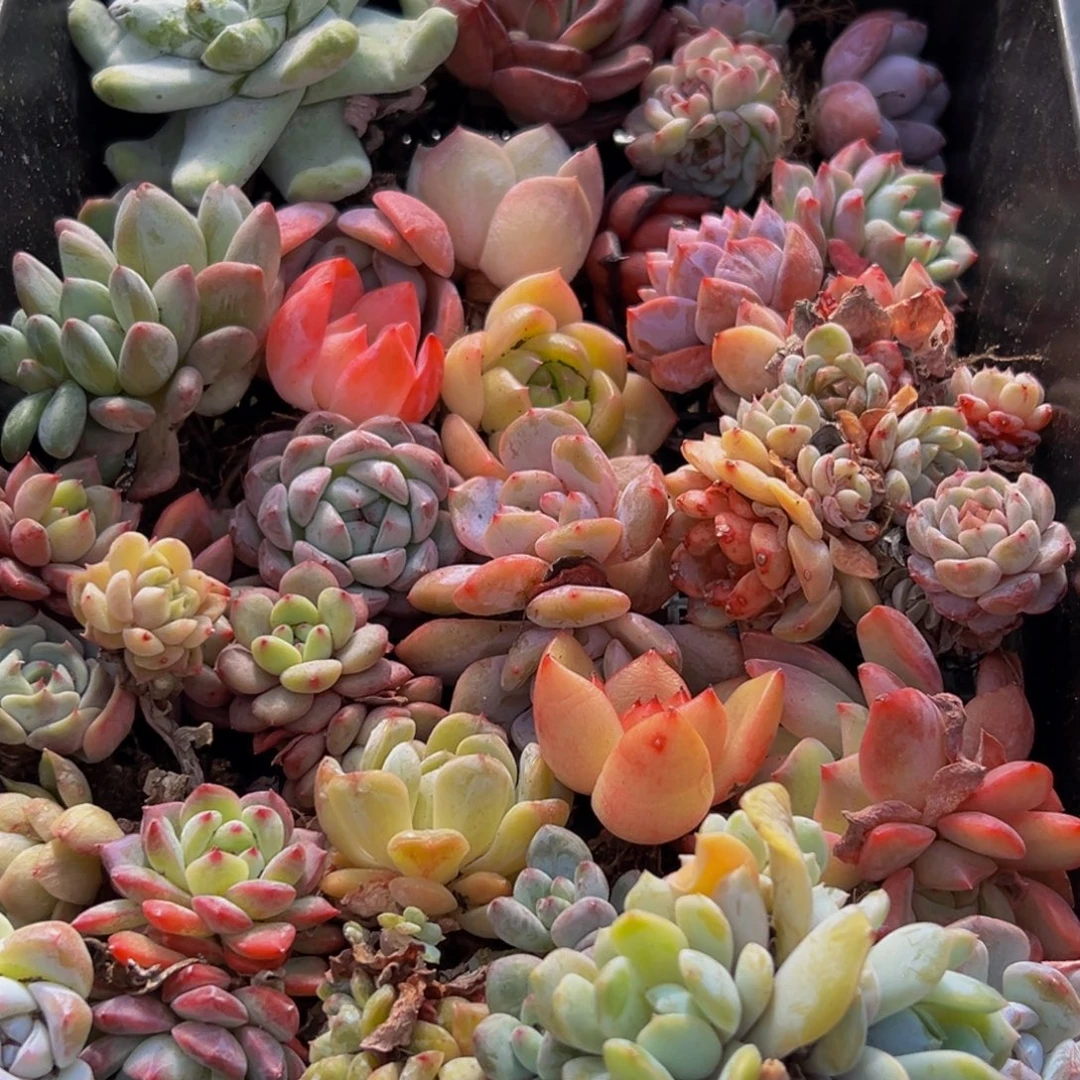 286多肉葡萄领导人的接见