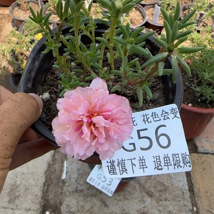 蕾***蕾无花朵G056超小苗送