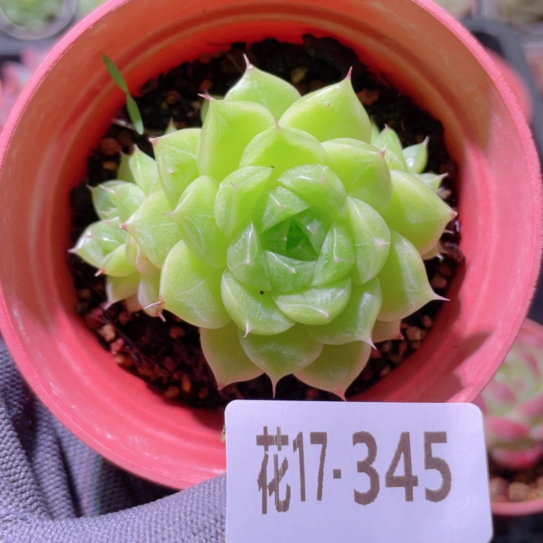 花利美17-345麦秆