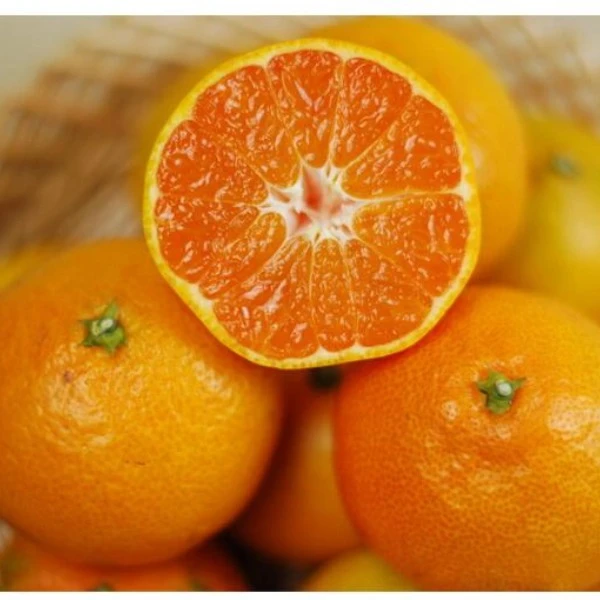 [石门柑橘]无籽蜜橘现摘现发皮薄肉厚爽口顺丰包邮