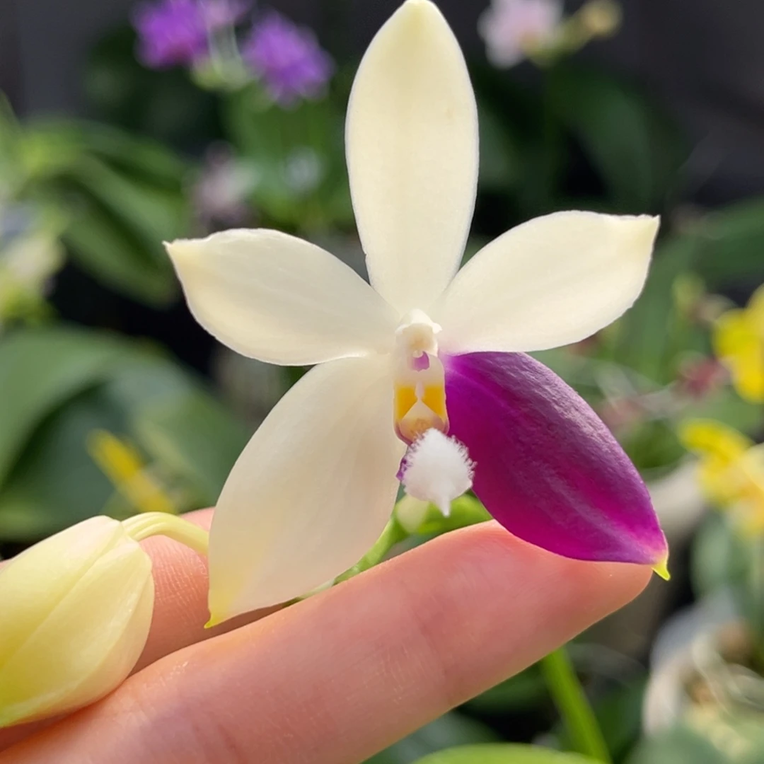 完全开放2.5寸柳林蓝珍开花株