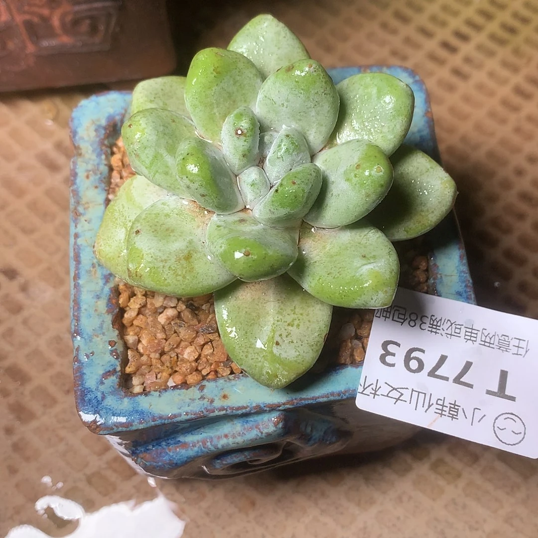 7793拇指仙女杯多肉