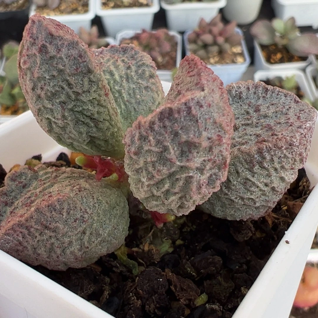 实生新品024-8787粉色血斑陨石纹