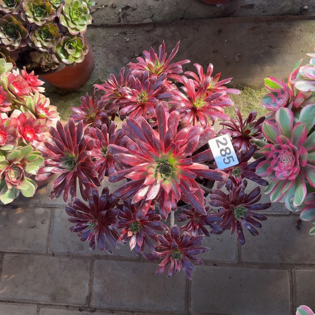 多肉植物285孔雀锦法师