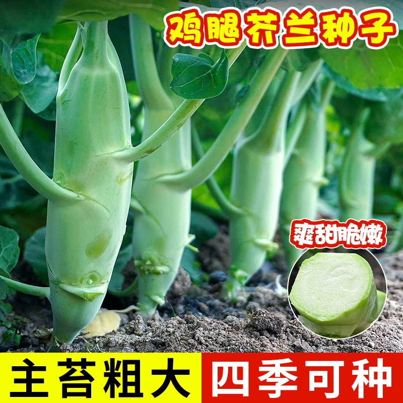 鸡腿芥兰种子甜脆芥蓝种籽高产四季阳台小院蔬菜种子
