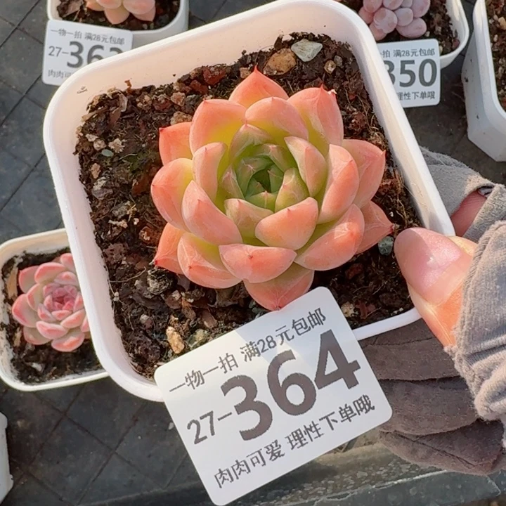 洛樱无盆土发货多