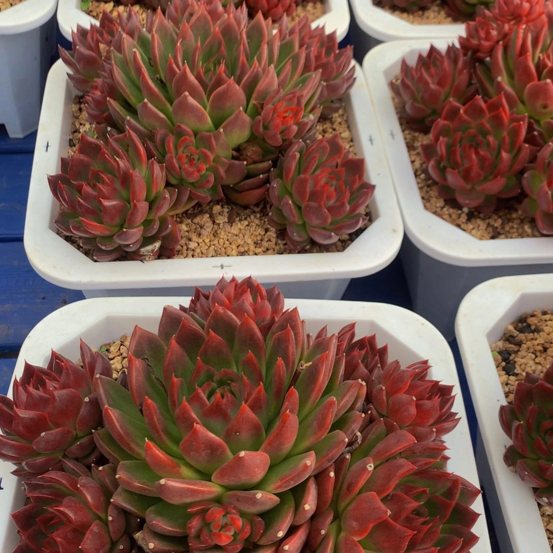 时***初蔓越莓群11111111111111222