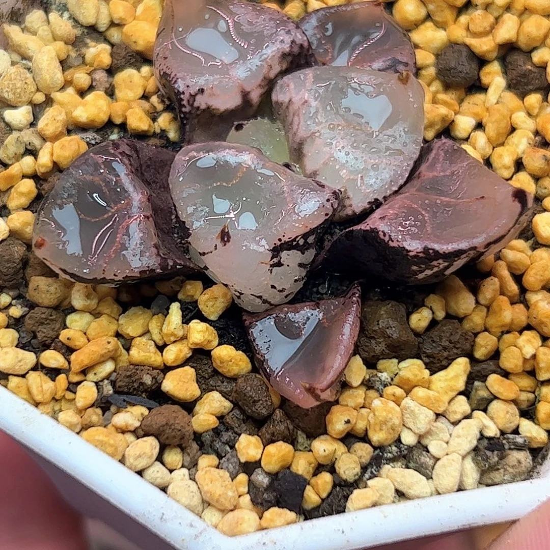 冰皇寿十二卷多肉植物