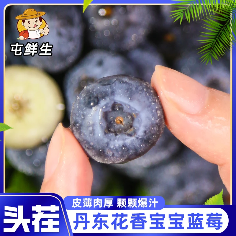 丹东蓝莓纯甜果香浓郁应季鲜果125g/盒包邮