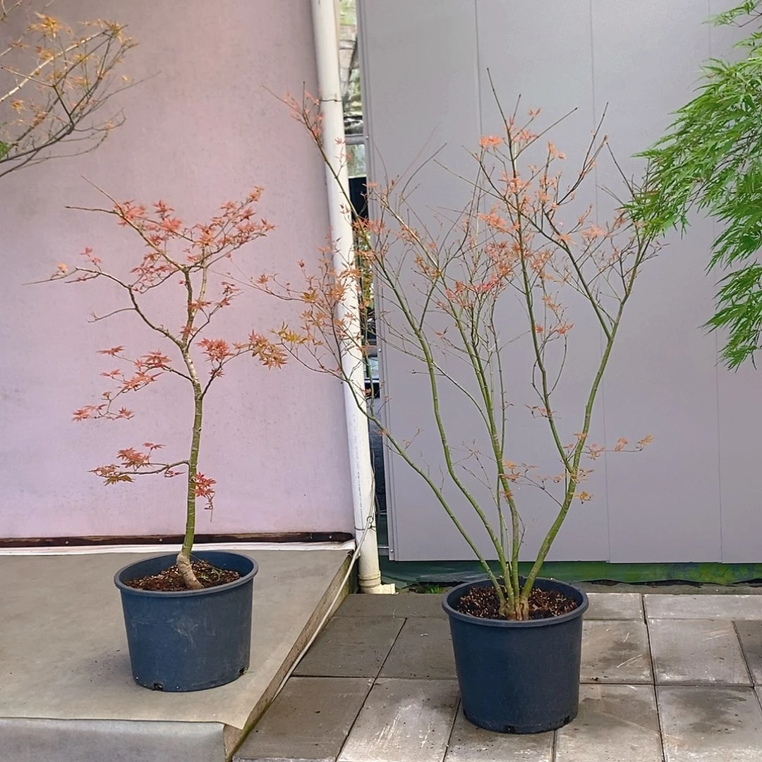 无花朵青玄和红直播间一物一拍
