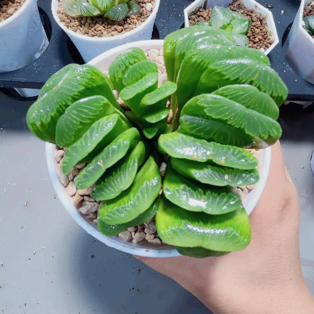 翡翠绿玉扇多肉植物