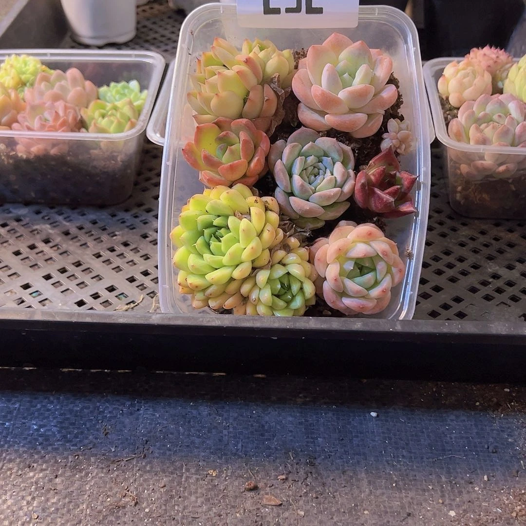 292.拼盘，多肉植物