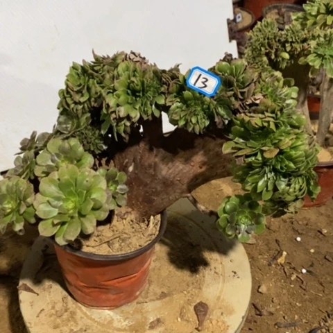 万圣节缀微瑕一物一拍