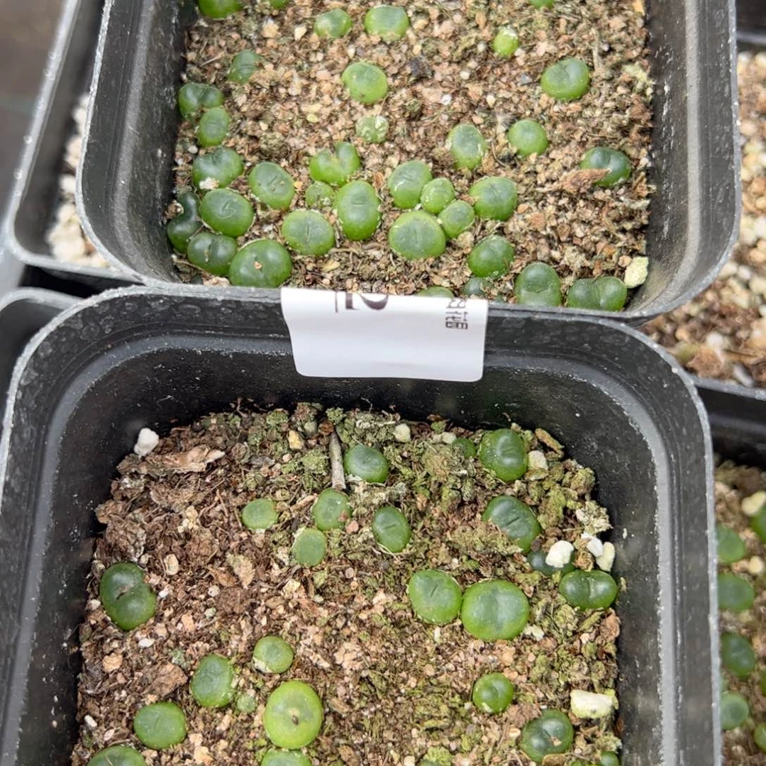 【闪购商品】202 年终收官 鞋盒