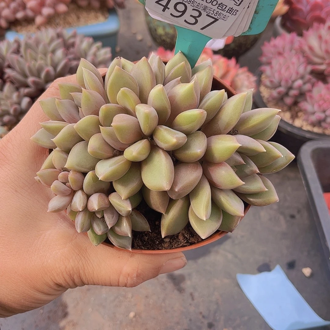 4937象牙朵朵多肉植物