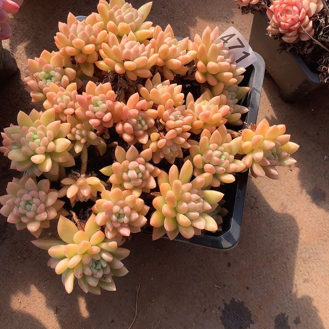 471 一物一拍多肉