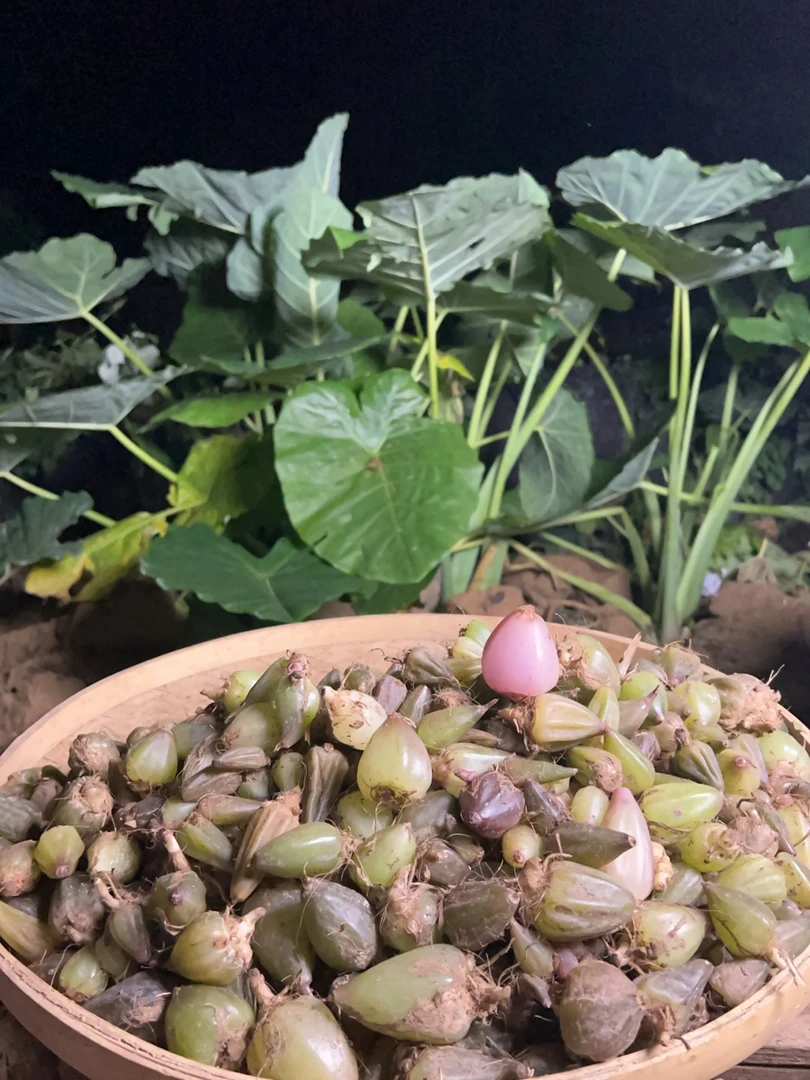 大山里的山蒜/蒜根草根