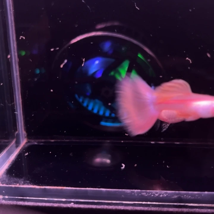 孔雀鱼金粉世家1对