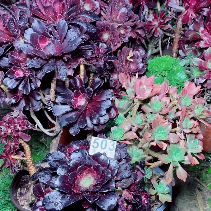 多肉植物组合503