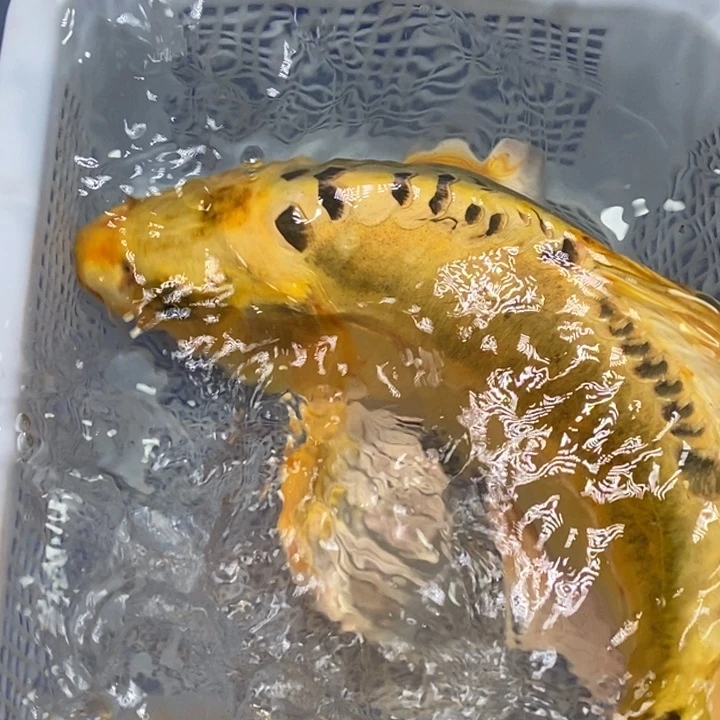 锦鲤冷水锦鲤（无开箱视频不售后）