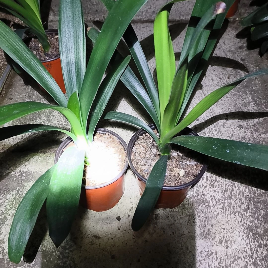 余***好完全开放翠绿大苗残叶特惠两棵