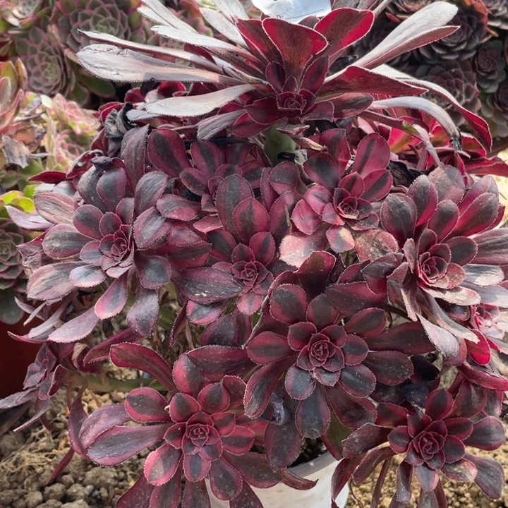 187多肉植物香奶奶