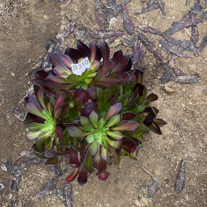 310铜壶中班多肉法师不包断枝