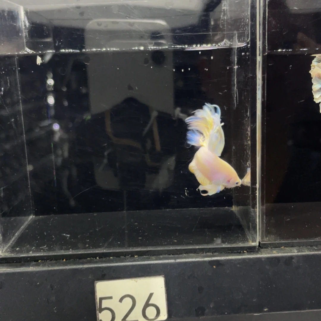 斗鱼哈哈哈啊哈哈哈526