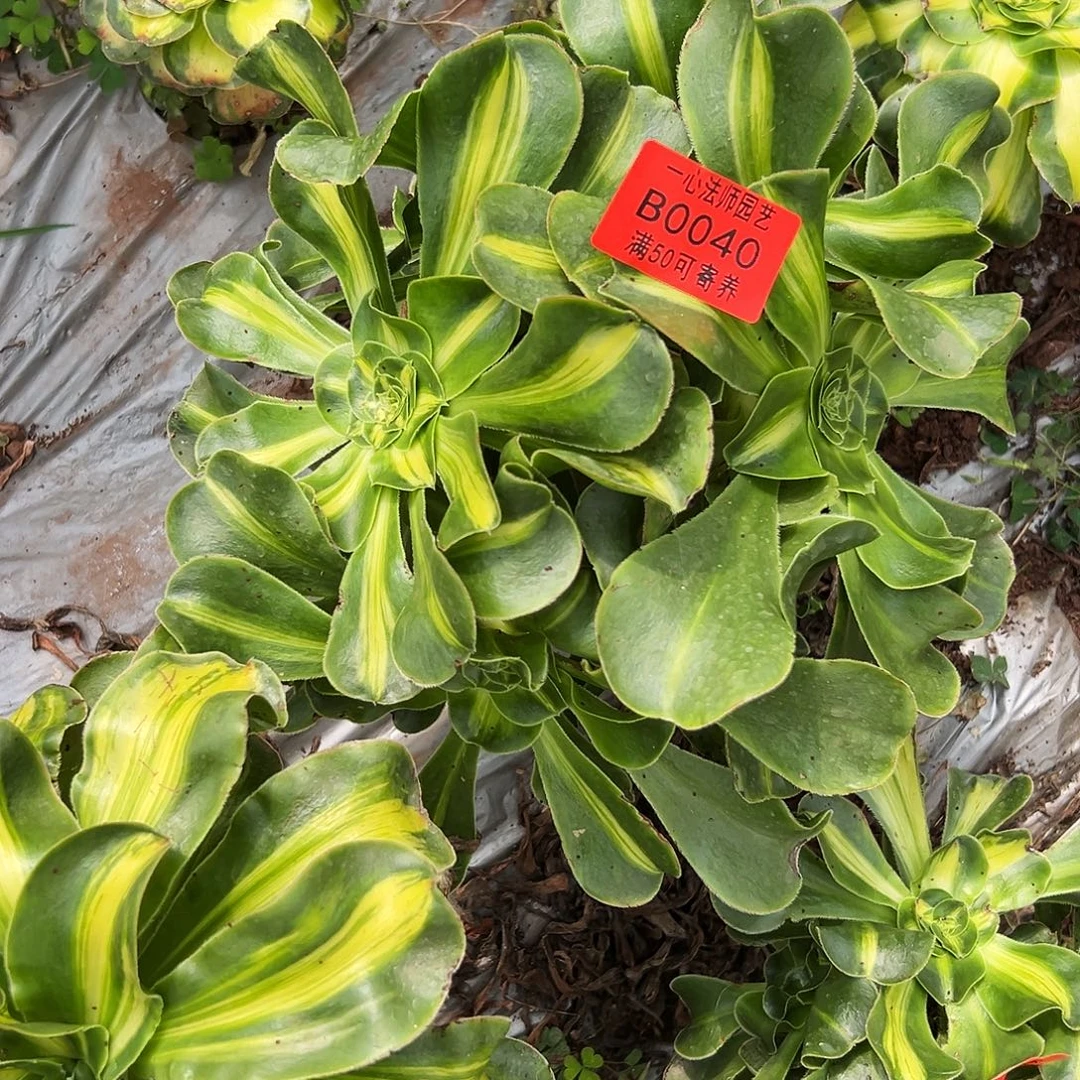 040多肉植物、暴君