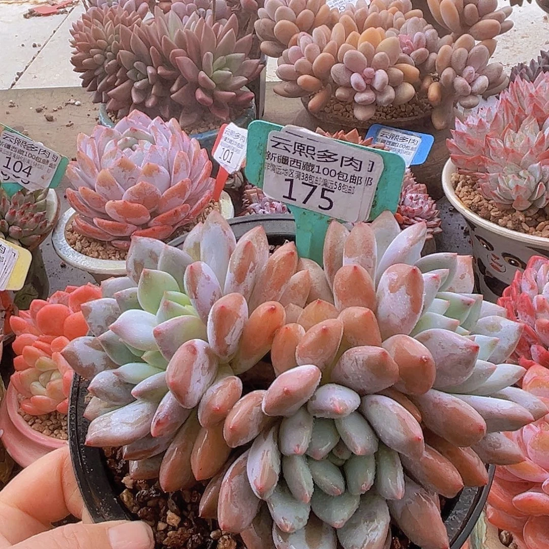 175半夏多肉植物。